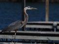 Selective focus of a Great Blue Heron on the boating dockagainst a blurry background of a river