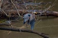 Selective focus of a great blue heron perched on a tree branch over a pond in a forest Royalty Free Stock Photo