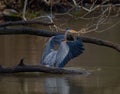 Selective focus of a great blue heron perched on a tree branch over a pond in a forest Royalty Free Stock Photo