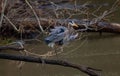 Selective focus of a great blue heron perched on a tree branch over a pond in a forest Royalty Free Stock Photo
