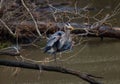 Selective focus of a great blue heron perched on a tree branch over a pond in a forest Royalty Free Stock Photo
