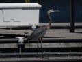 Selective focus of a Great Blue Heron standing on the boating dock Royalty Free Stock Photo