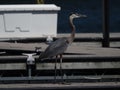 Selective focus of a Great Blue Heron standing on the boating dock