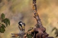 Selective focus of a great tit (Parus major) standing on a tree branch with blurred background Royalty Free Stock Photo