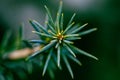 Selective focus of green branch of a Korean fir (Abies koreana)