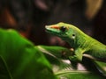 Selective focus of a green Comorian day gecko on a leaf Royalty Free Stock Photo