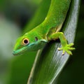 A selective focus of a green Comorian day gecko on a leaf Royalty Free Stock Photo