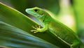 A selective focus of a green Comorian day gecko on a leaf Royalty Free Stock Photo
