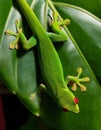 A selective focus of a green Comorian day gecko on a leaf Royalty Free Stock Photo
