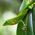 A selective focus of a green Comorian day gecko on a leaf Royalty Free Stock Photo