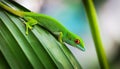 A selective focus of a green Comorian day gecko on a leaf Royalty Free Stock Photo