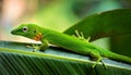 A selective focus of a green Comorian day gecko on a leaf Royalty Free Stock Photo