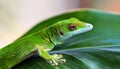 A selective focus of a green Comorian day gecko on a leaf Royalty Free Stock Photo