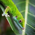 A selective focus of a green Comorian day gecko on a leaf Royalty Free Stock Photo