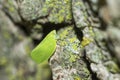 Green cone-headed planthopper (Acanalonia Conica) on tree trunk