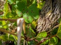 Selective focus on green Egyptian locust (Anacridium aegyptium) next to vine leaves with blurred background Royalty Free Stock Photo