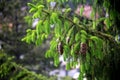 Selective focus of a green fir branch with many hanging pine cones