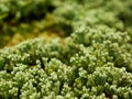 Selective focus of green fresh clump of mosses, small non-vascular flowerless plants, planted for decoration / beauty on the Royalty Free Stock Photo