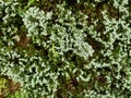 Selective focus of green fresh clump of mosses, small non-vascular flowerless plants, planted for decoration / beauty on the Royalty Free Stock Photo