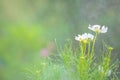 Selective focus on green grass or leaf with pink cosmos flower with fresh rain water or dew. Royalty Free Stock Photo