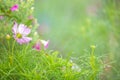 Selective focus on green grass or leaf with pink cosmos flower with fresh rain water or dew. Royalty Free Stock Photo