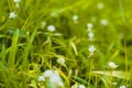 Selective focus Green grass and little white wild flowers meadow with soft style. Blossoming Tiny Wild White Flower Eriocaulaceae Royalty Free Stock Photo