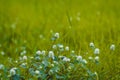 Selective focus Green grass and little white wild flowers meadow with soft style. Blossoming Tiny Wild White Flower Eriocaulaceae Royalty Free Stock Photo