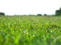 Selective focus green grass meadow field from outdoor park isolated in white background.