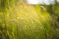 Selective focus of green grass with some yellowing leaves and sunlight shining