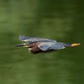 Selective focus of a Green Heron in flight at the Gilbert Riparian Preserve in Gilbert, AZ Royalty Free Stock Photo