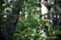 Selective focus of a green holly shrub with red globose drupes, in the forest Ilex aquifolium Royalty Free Stock Photo