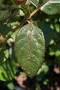 Selective focus of a green leaf covered in crystal clear water droplets Royalty Free Stock Photo