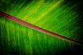 Selective focus  green leaf  texture  ,abstract  nature background Royalty Free Stock Photo