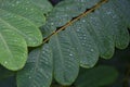 selective focus Green leaves with dew on leaves after a rainstorm has passed to moisten the foliage. Natural images have space for Royalty Free Stock Photo