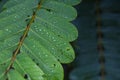 selective focus Green leaves with dew on leaves after a rainstorm has passed to moisten the foliage. Natural images have space for Royalty Free Stock Photo