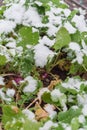 Shallow DOF healthy leaves of rutabaga plant with purple root freezing in winter time in Texas, USA Royalty Free Stock Photo