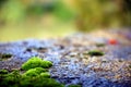 Selective focus on green moss on dew-wet stone, with colored background Royalty Free Stock Photo