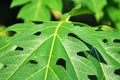 Selective Focus Of Green Papaya leaf