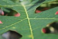 Selective focus of a green papaya leaf shows the tecture