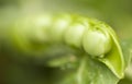 Selective focus of green pea