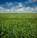 selective focus of green peas in the peasantry with a blue sky with clouds Royalty Free Stock Photo