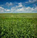 selective focus of green peas in the peasantry with a blue sky with clouds