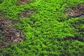 Selective focus on the green peat mosses in the yard. Seasonal moss growing