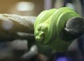 Selective focus of Green python Morelia viridis Royalty Free Stock Photo