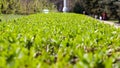 selective focus on green hedge in the city park Royalty Free Stock Photo