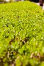 selective focus on green hedge in the city park Royalty Free Stock Photo