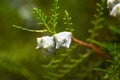 Selective focus green thuja branches, thuja occidentalis, northern white-cedar, eastern whitecedar, arborvitae. Beauty in nature