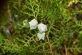 Selective focus green thuja branches, thuja occidentalis, northern white-cedar, eastern whitecedar, arborvitae