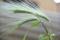 Selective focus of green triticale Royalty Free Stock Photo