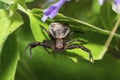 Ground Crab Spider, genus Xysticus